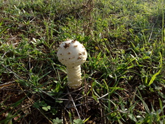 Saproamanita