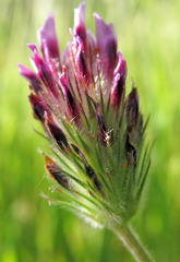 Trifolium dichotomum