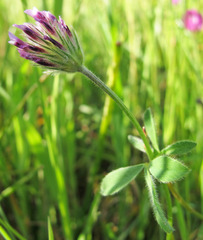 Trifolium dichotomum