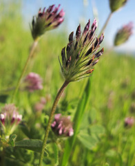 Trifolium dichotomum