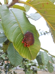 Pachycoris torridus