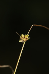 Cyperus acuminatus