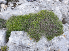 Euphorbia spinosa
