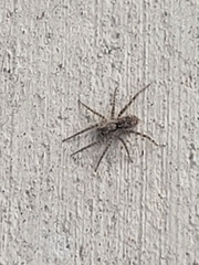 Arctosa