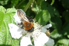 Andrena thoracica