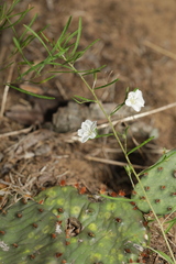 Stylisma pickeringii pattersonii