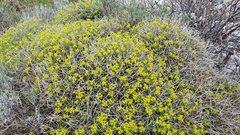 Euphorbia spinosa