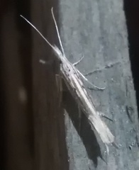 Ypsolopha