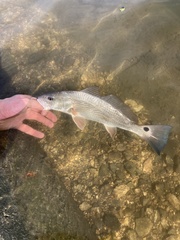 Sciaenops ocellatus