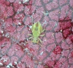 Sminthuridae