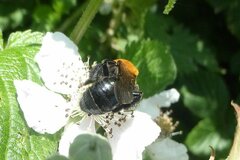 Andrena thoracica