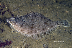 Lepidopsetta bilineata
