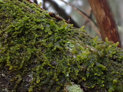 Ptilidium pulcherrimum