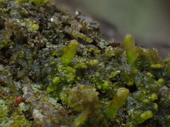 Ptilidium pulcherrimum