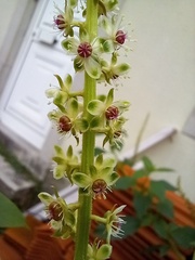 Phytolacca heterotepala