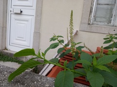 Phytolacca heterotepala