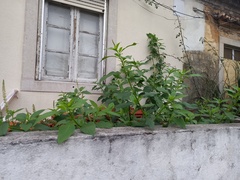 Phytolacca heterotepala