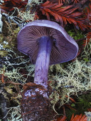 Thaxterogaster occidentalis