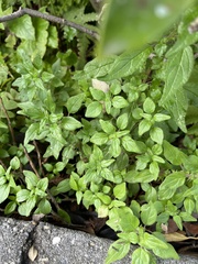 Parietaria floridana