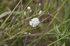 Stylisma pickeringii pattersonii