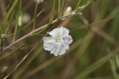 Stylisma pickeringii pattersonii
