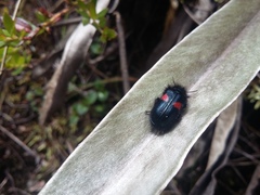 Astylus aulicus