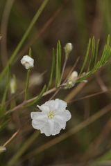 Stylisma pickeringii pattersonii