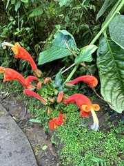 Centropogon granulosus