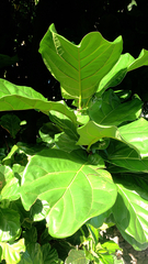 Ficus lyrata