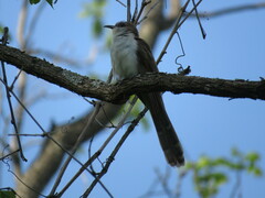 Coccyzus erythropthalmus