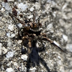 Habronattus brunneus
