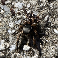 Habronattus brunneus
