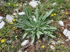Echium vulgare pustulatum