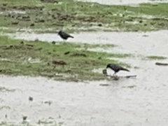 Corvus brachyrhynchos