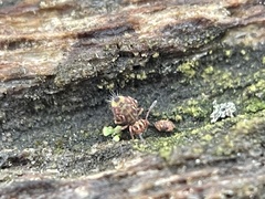 Dicyrtomina