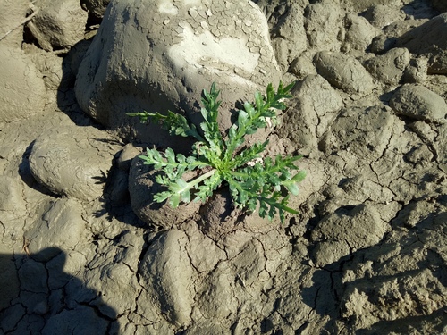 Lepidium coronopus image