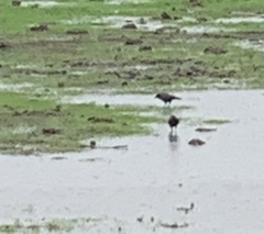 Corvus brachyrhynchos