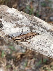 Paroxya atlantica