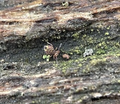 Dicyrtomina