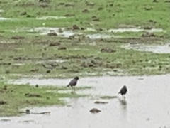 Corvus brachyrhynchos