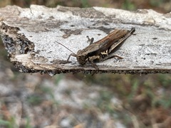 Paroxya atlantica