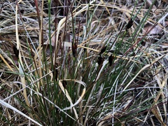 Schoenus nigricans