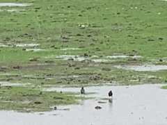 Corvus brachyrhynchos