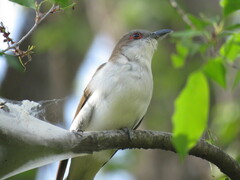 Coccyzus erythropthalmus