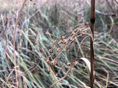 Cladium mariscus