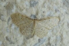 Idaea fuscovenosa