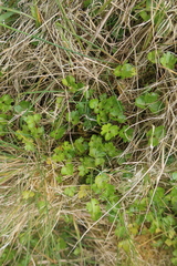 Ranunculus crassipes