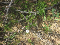 Drosanthemum hispifolium