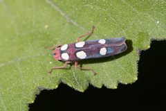 Tettisama quinquemaculata