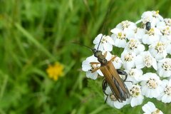 Oedemera podagrariae